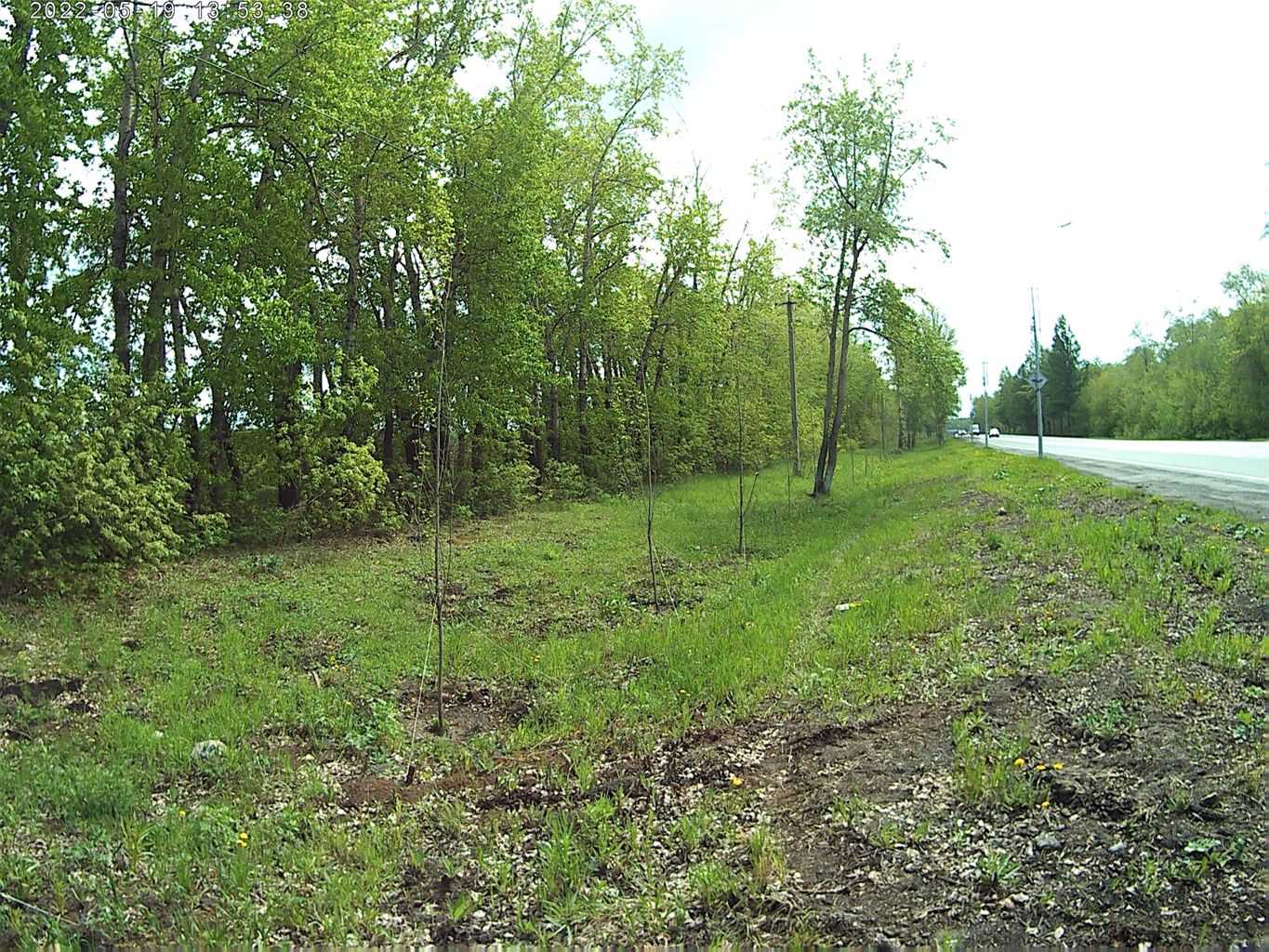 Челябинский подрядчик ответит в суде за погибшие деревья на Бродокалмакском тракте