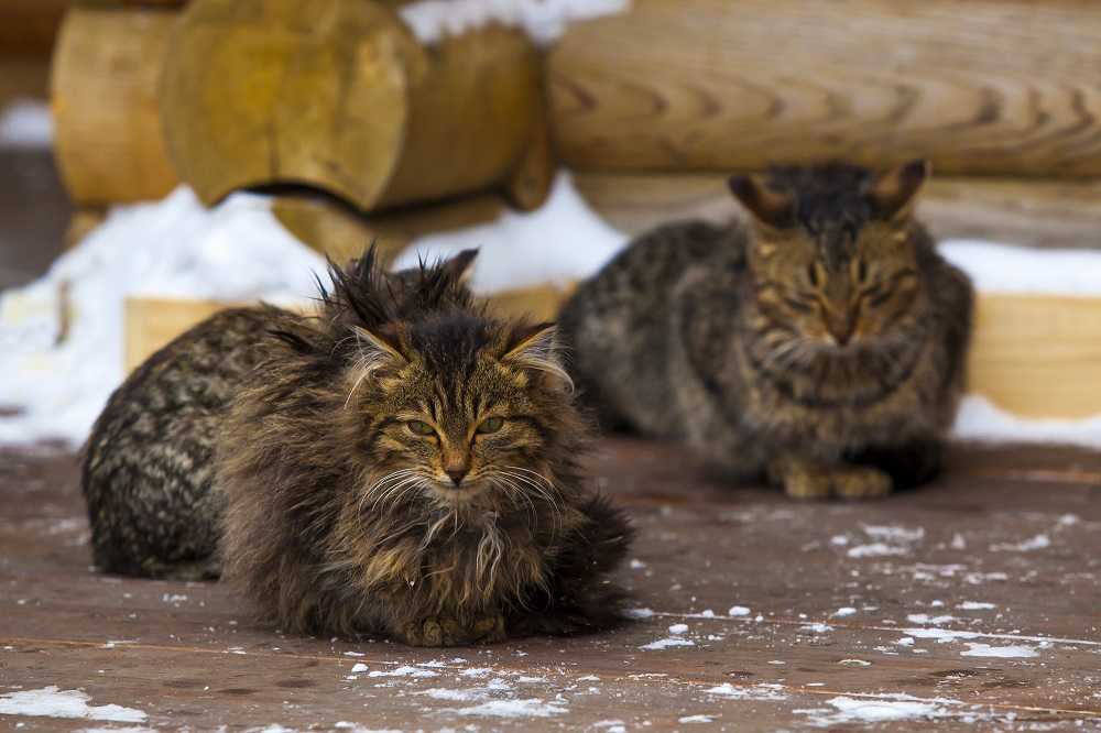 На Южном Урале обнаружили зверинец из 13 животных в однокомнатной квартире