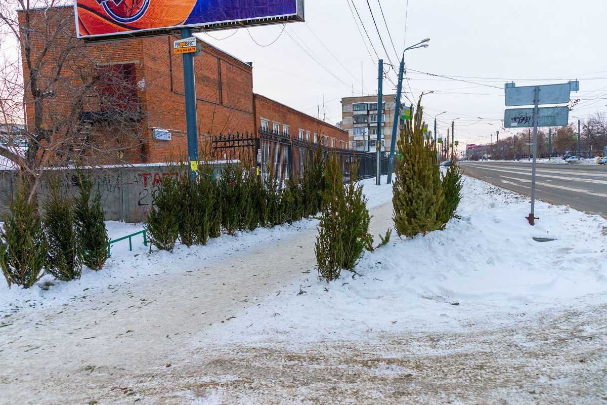 Челябинцев попросили оставлять новогодние елки на контейнерных площадках