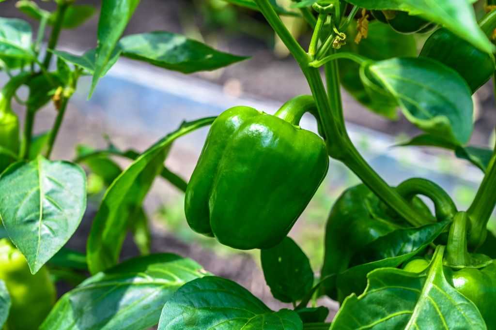 Блогер-садовод Ирина Рыщенкова рассказала, как правильно убирать и хранить урожай в августе