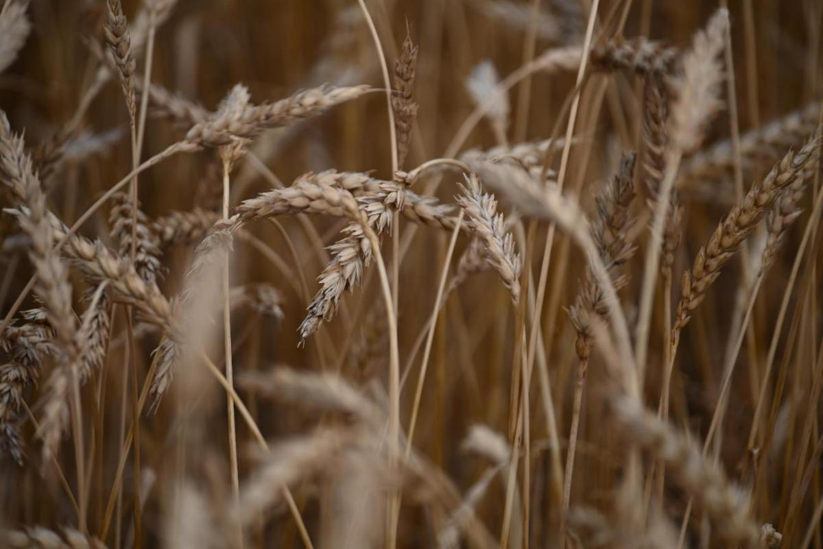 На Южном Урале собрали более 2 млн. тонн зерна