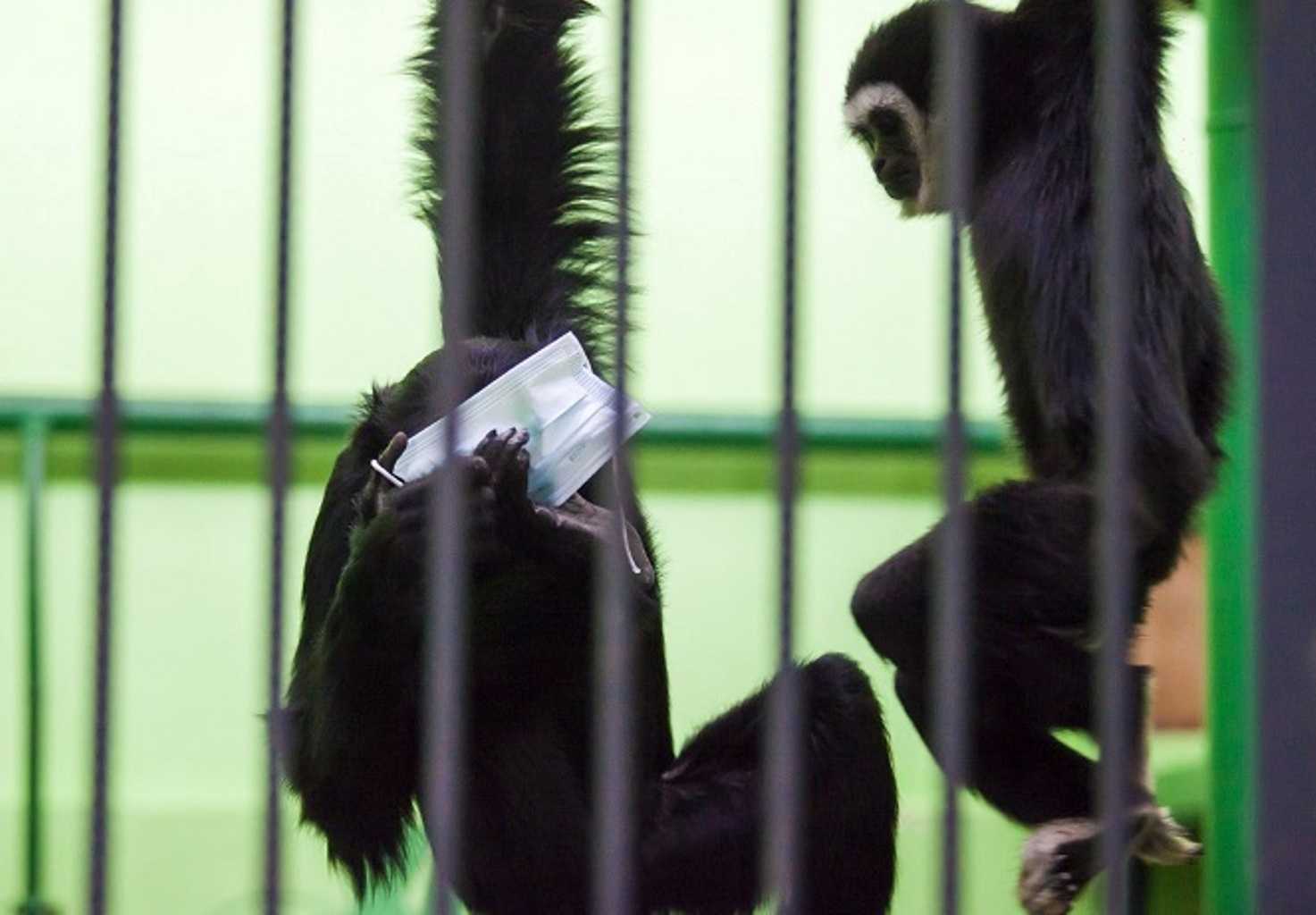 В челябинском зоопарке получили прописку обезьяны, спасенные от контрабандистки