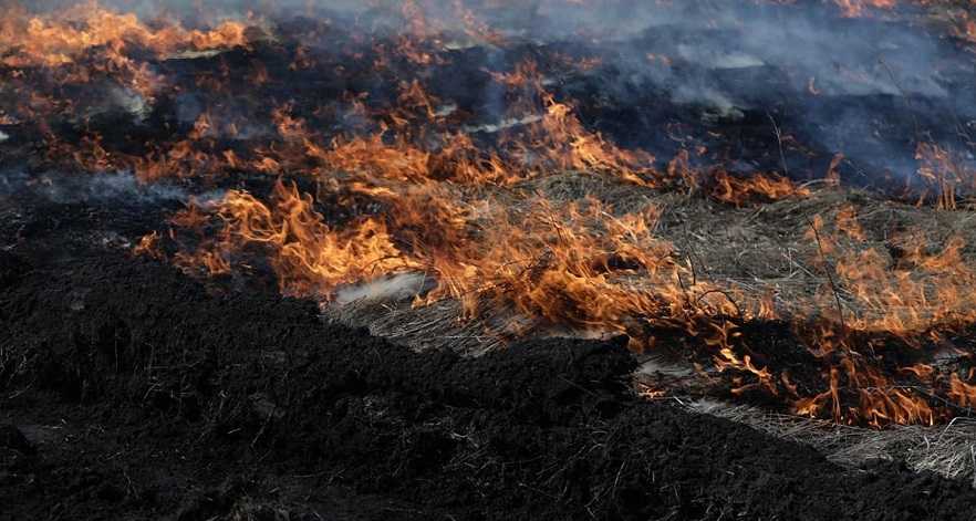 Появилось видео спасения олененка из горящего леса в Челябинской области