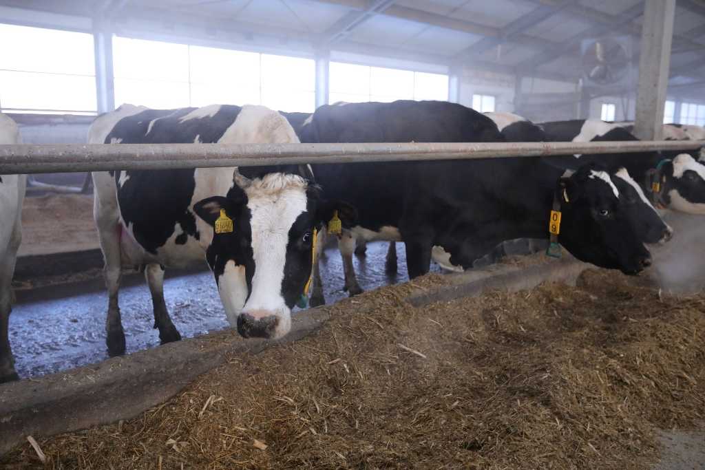 Новая молочная ферма строится на юге Челябинской области