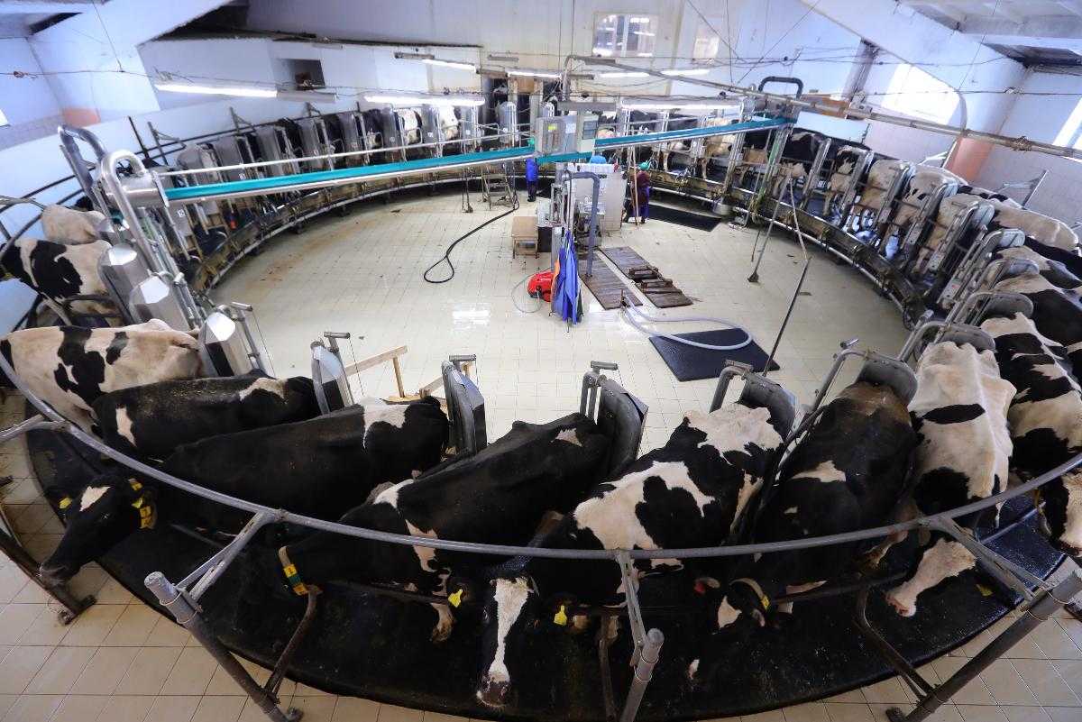 Южный Урал вносит весомый вклад в обеспечение продовольственной безопасности России