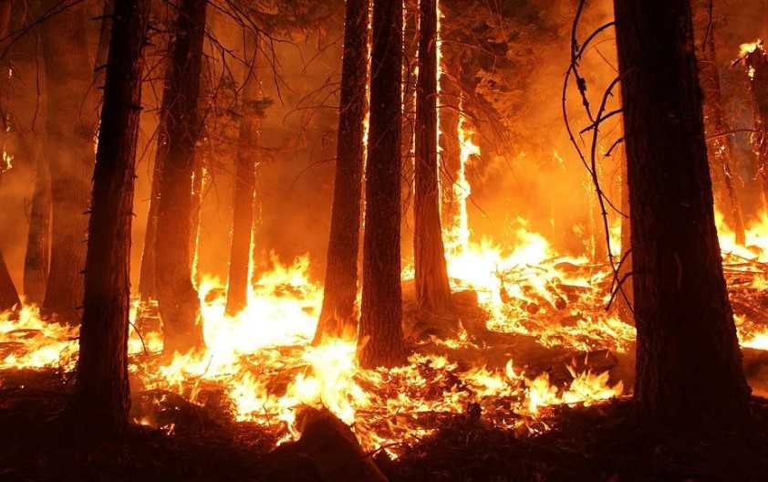 Лесные пожары на Южном Урале фиксируют видеокамеры