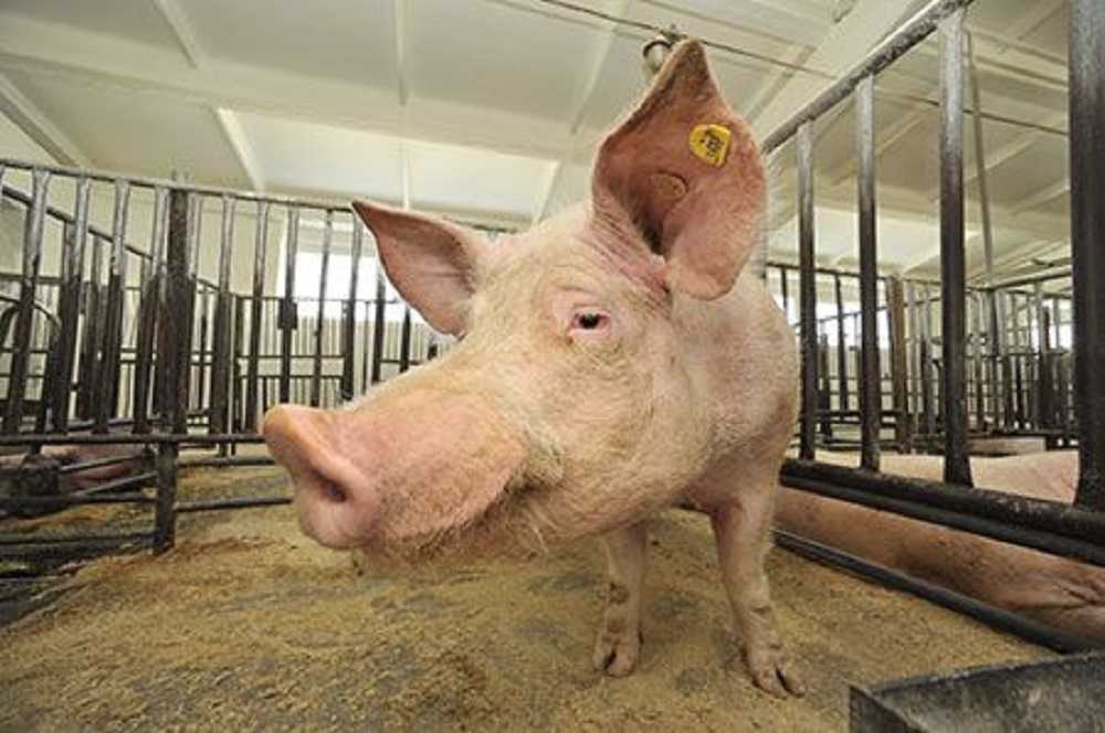 Казахстан оставил в силе запрет на ввоз свинины из Челябинской области