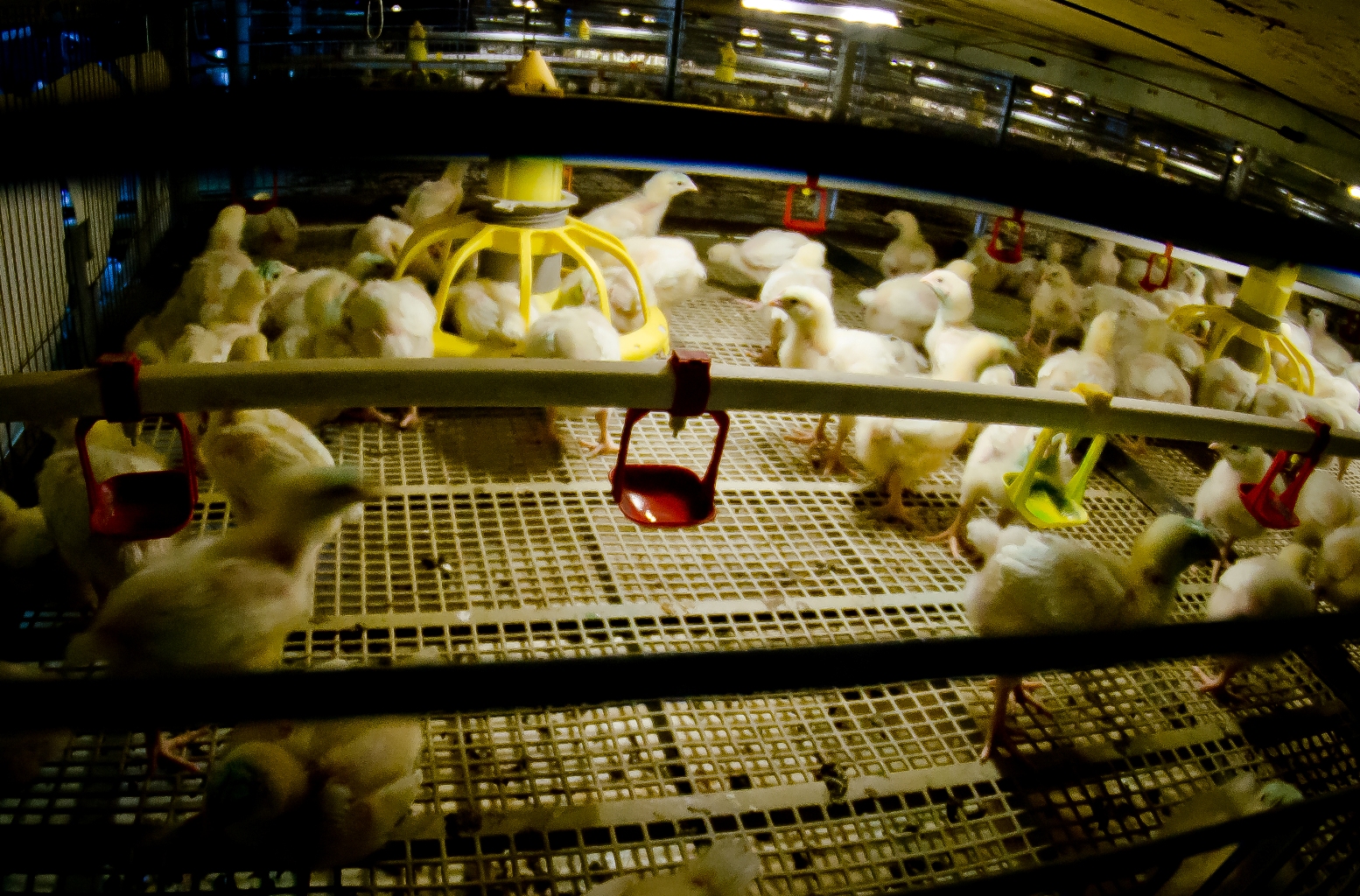 В Челябинской области увеличилось производство куриных яиц и мяса птицы