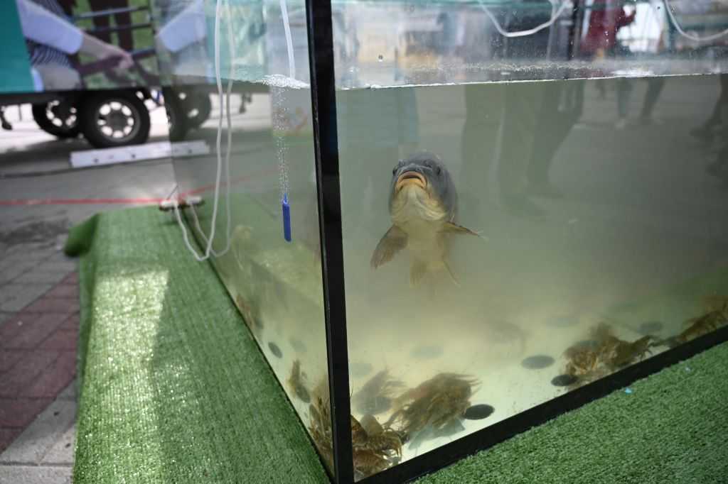 Южноуральский врач Александр Попов объяснил, чем полезна речная рыба