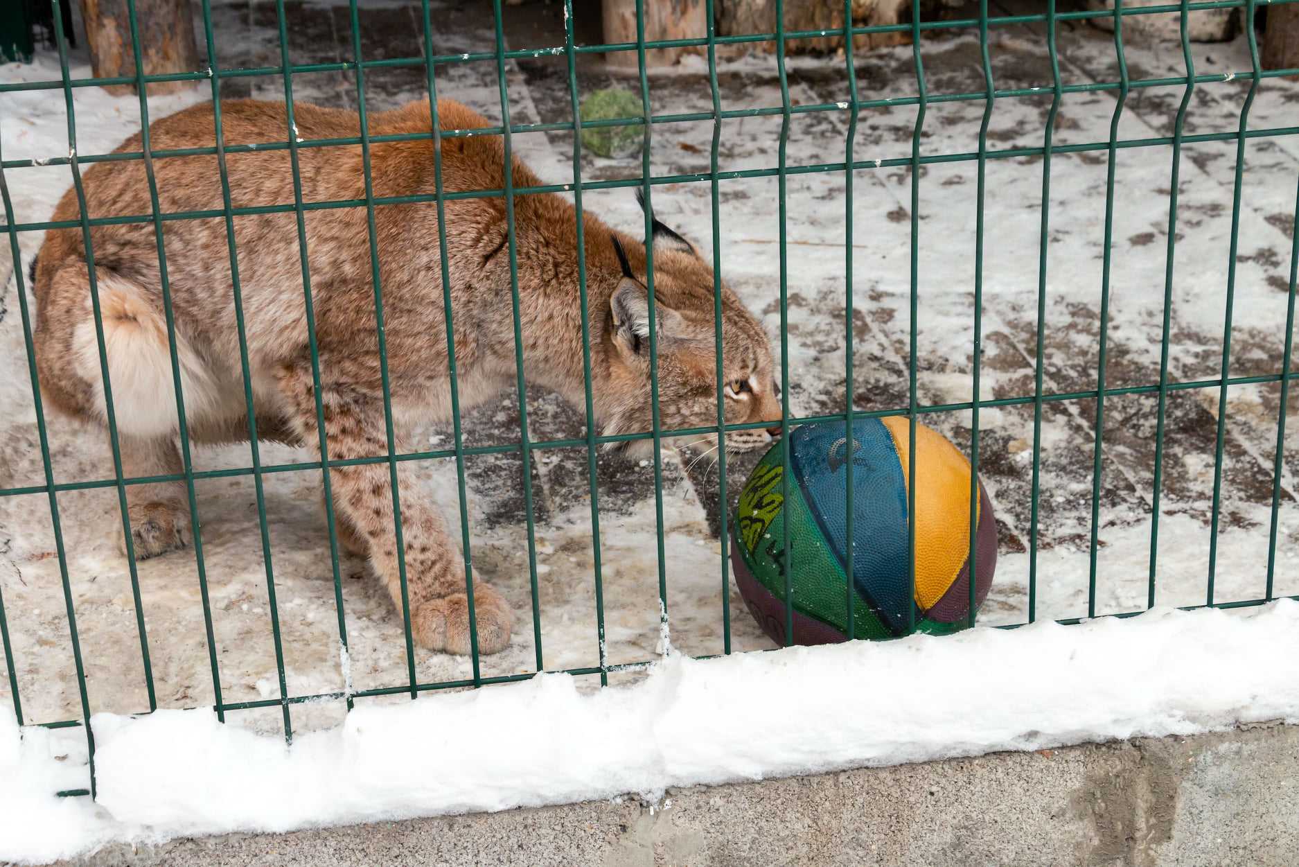 Тигру Гектору и рыси Марыси привезли мясо и баскетбольные мячи