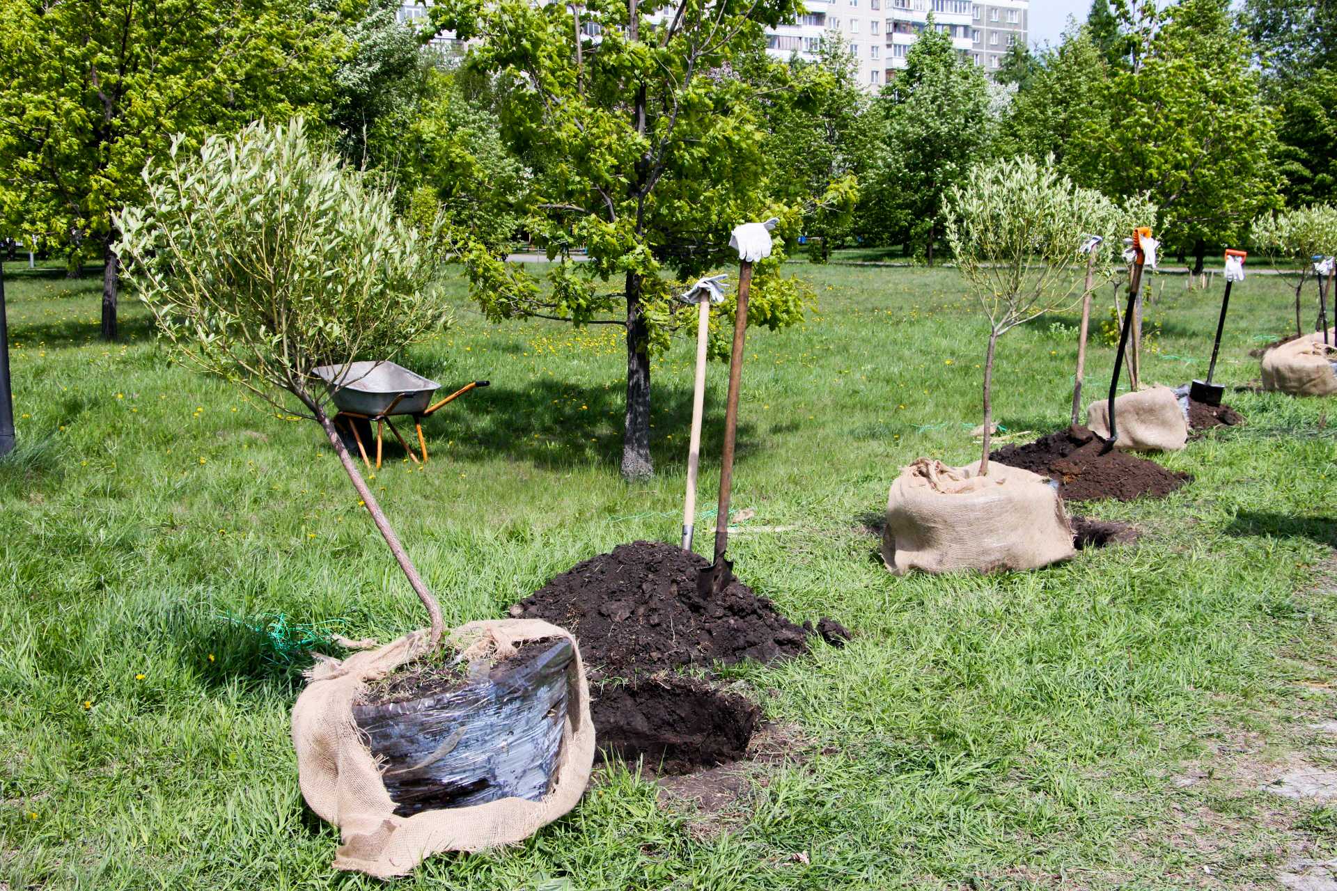 На северо-западе Челябинске высадили аллею молодых деревьев