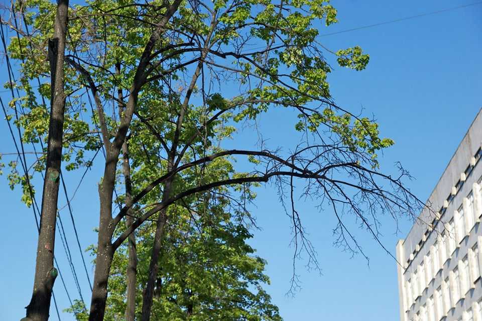 Почему в Челябинске в выходные будут рубить деревья