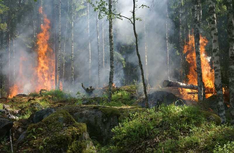 Эксперты назвали главную причину пожаров на Южном Урале