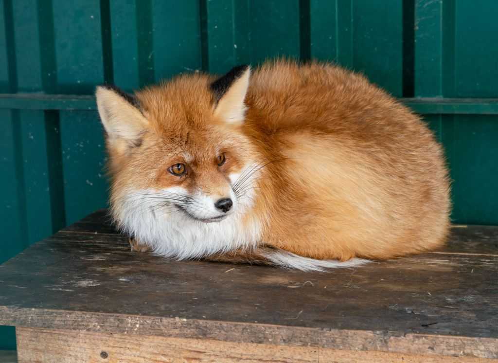 Экологи предостерегли южноуральцев от общения с дикими лисами