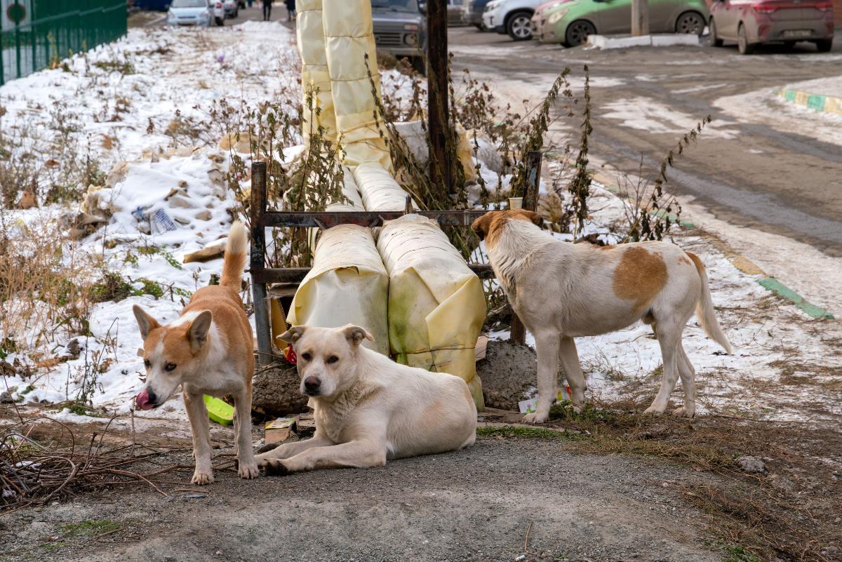 Бездомные животные на улицах городов представляют опасность для людей