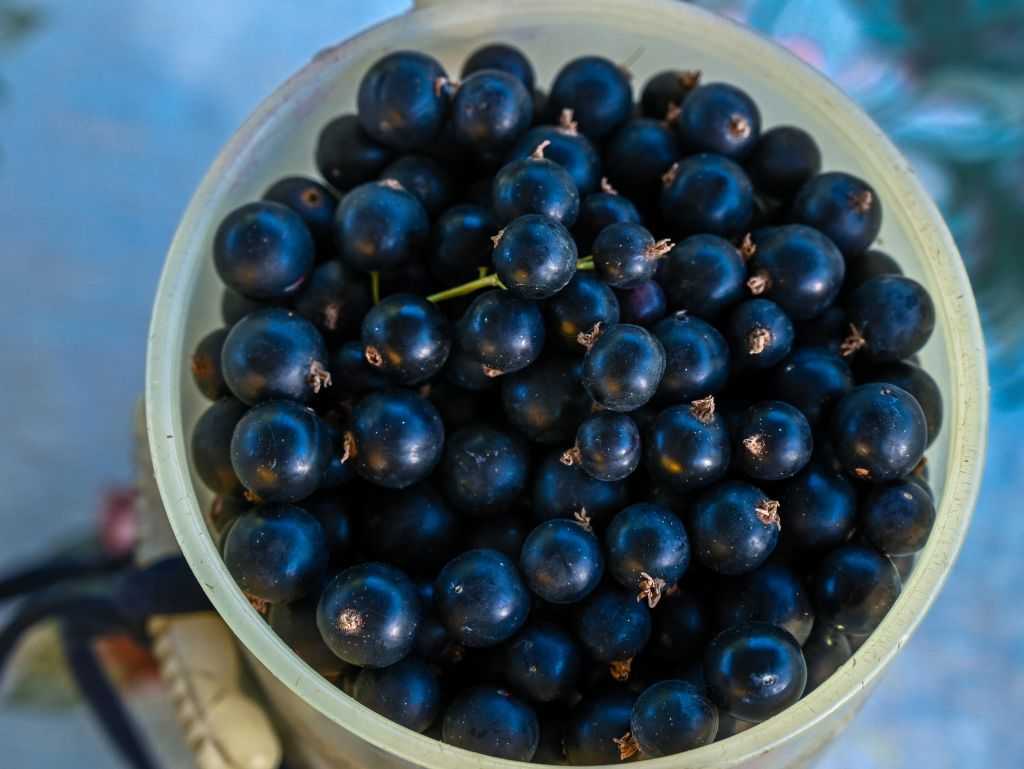 Садовод Аниса Смирнова напомнила, как собирать урожай, чтобы сохранить максимальную ценность