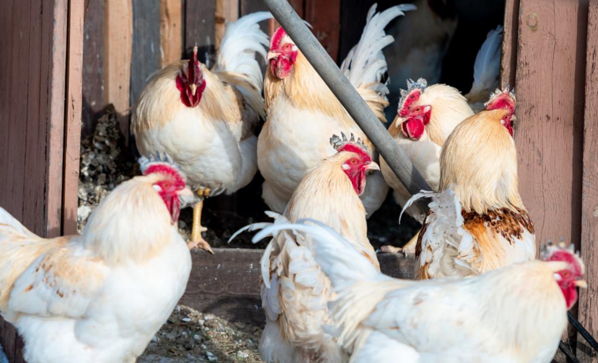 На Южном Урале продали миллиард куриных яиц