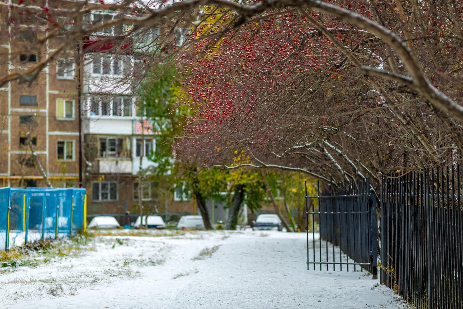 Снежное челябинск. Небольшой снег. Дерево в снегу небольшое. Челябинск снег с дождем. Снег фото.