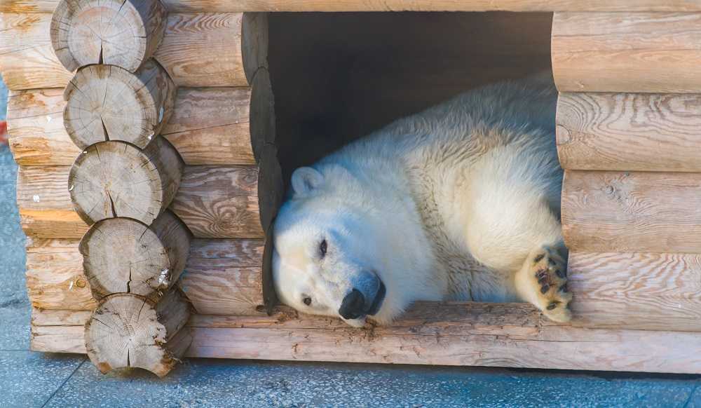 В челябинском зоопарке белые медведи открыли купальный сезон