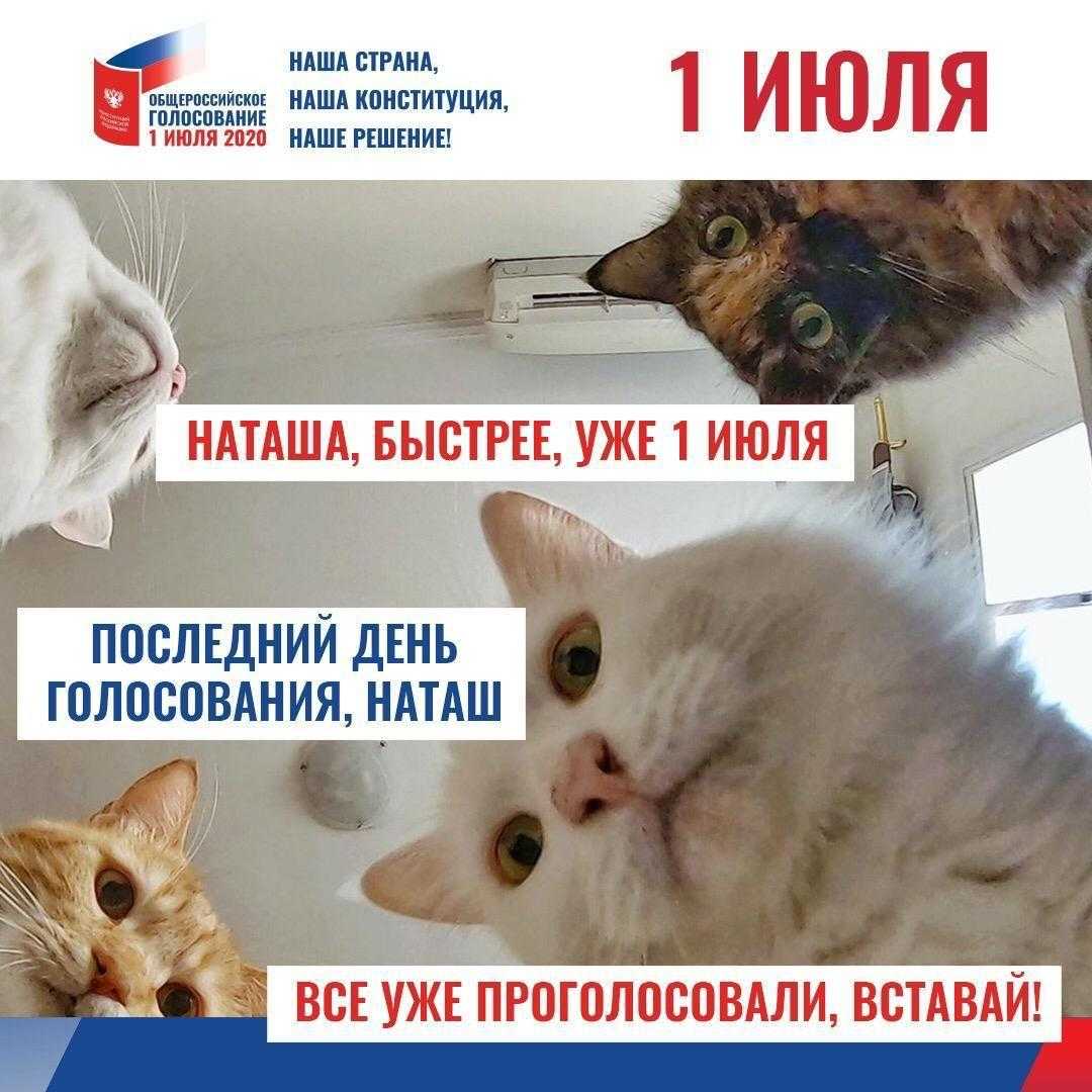 В Челябинске на избирательные участки зовут «наташины коты»