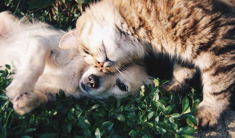 Челябинские собаки и кошки получат бесплатную прививку от бешенства