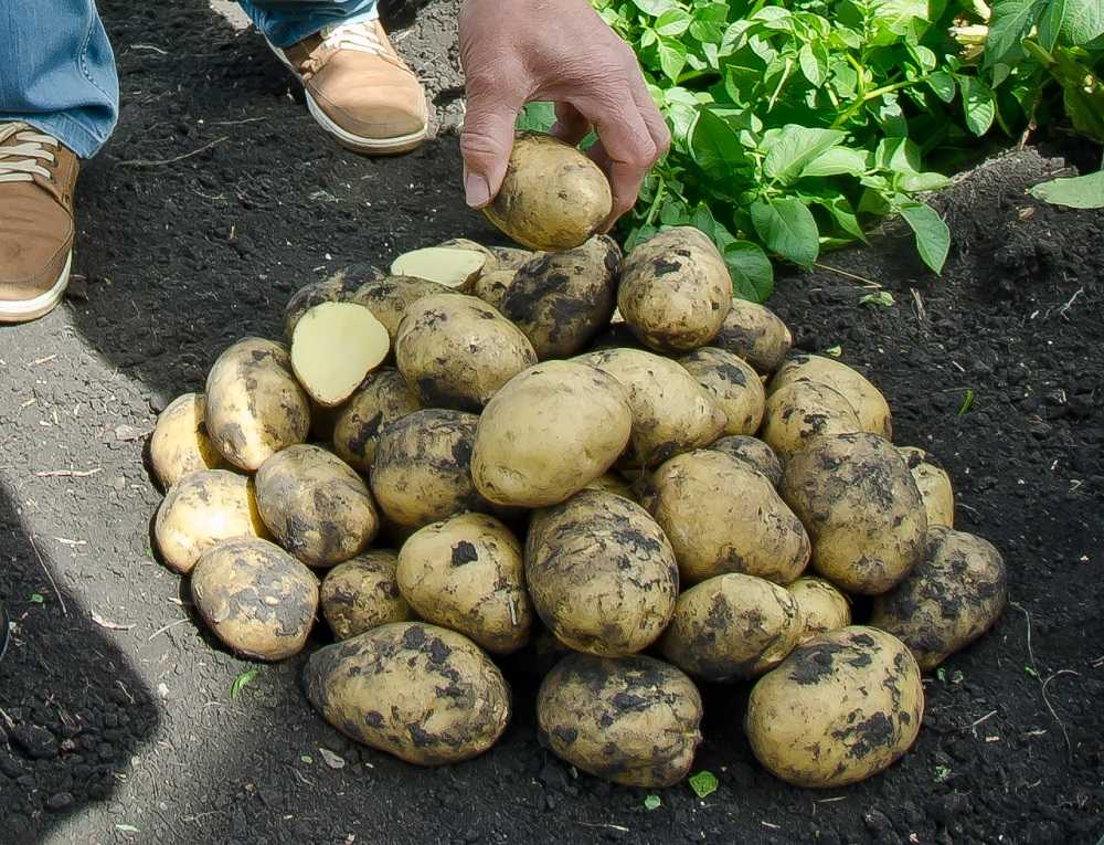 Уральские регионы сравнили по «картофельному индексу»