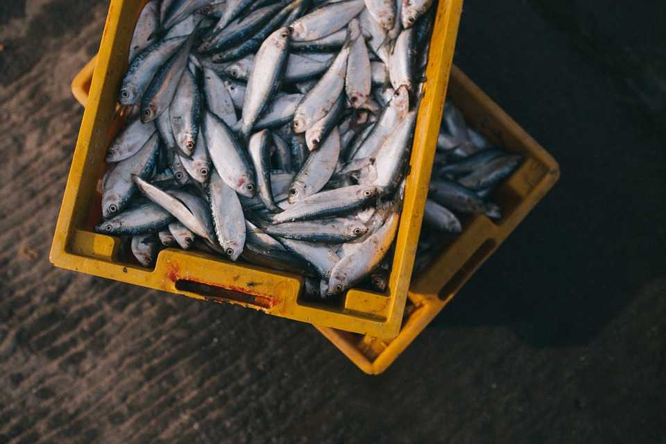 Южноуральцев наказали рублем за рыбалку сетями