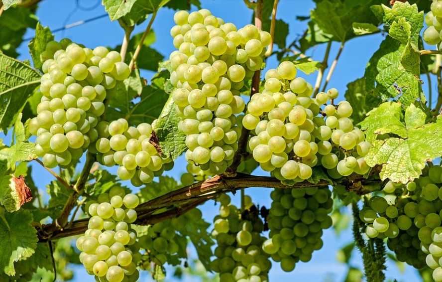 Что нужно знать южноуральцам об уходе за виноградом