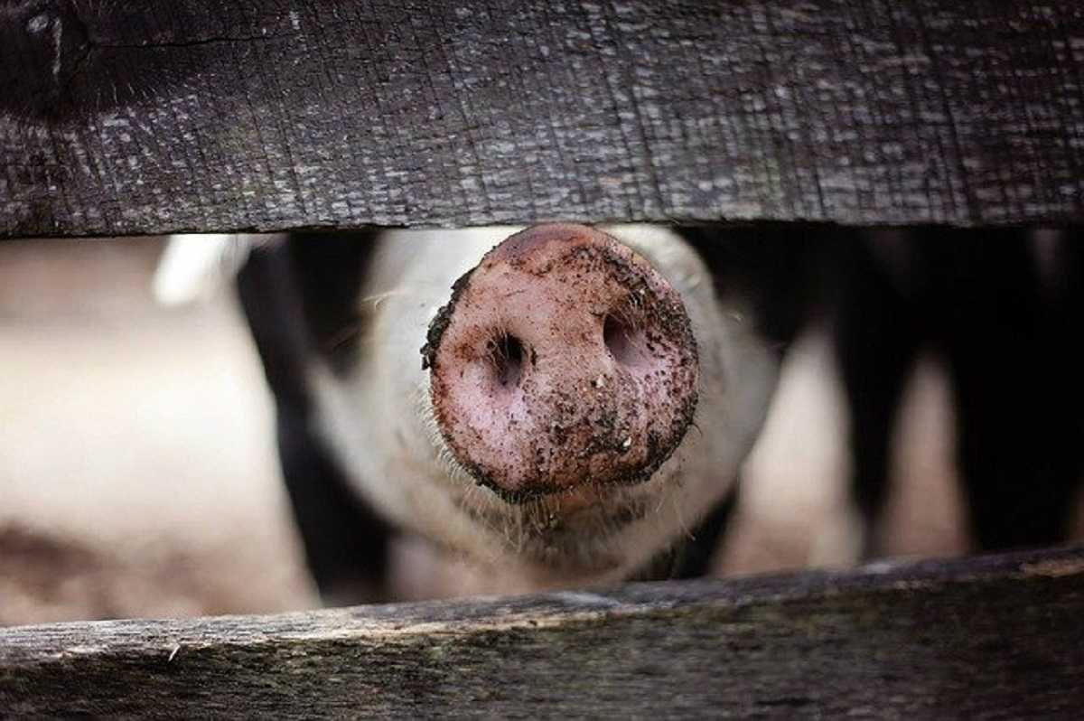 Африканская чума свиней могла появиться в Челябинской области из-за махинаторов