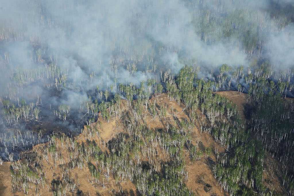 Специалисты рассказали, как защитить челябинские леса от пожаров