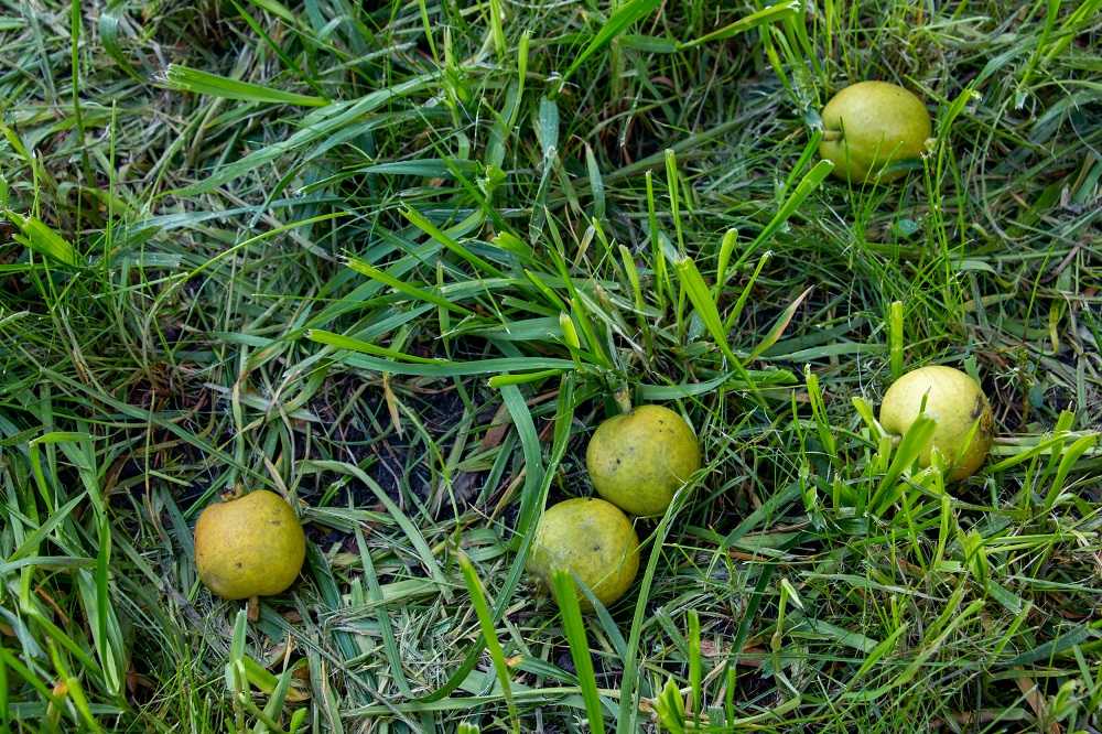 На Урале 30 лет ушло на выведение нового сорта груш