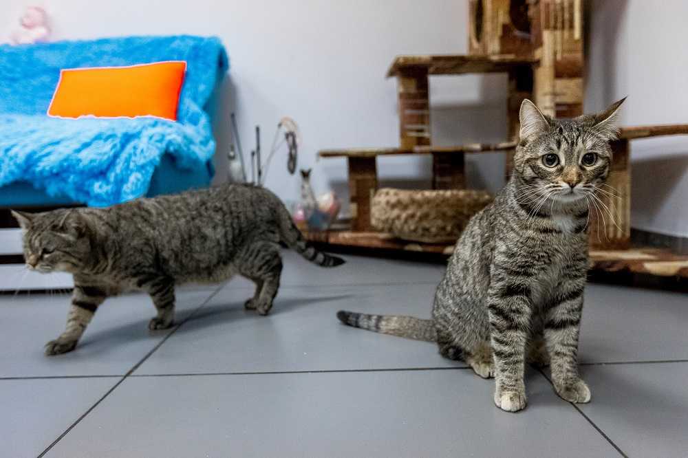 В Челябинске 40 кошек оказались запертыми в квартире на два месяца