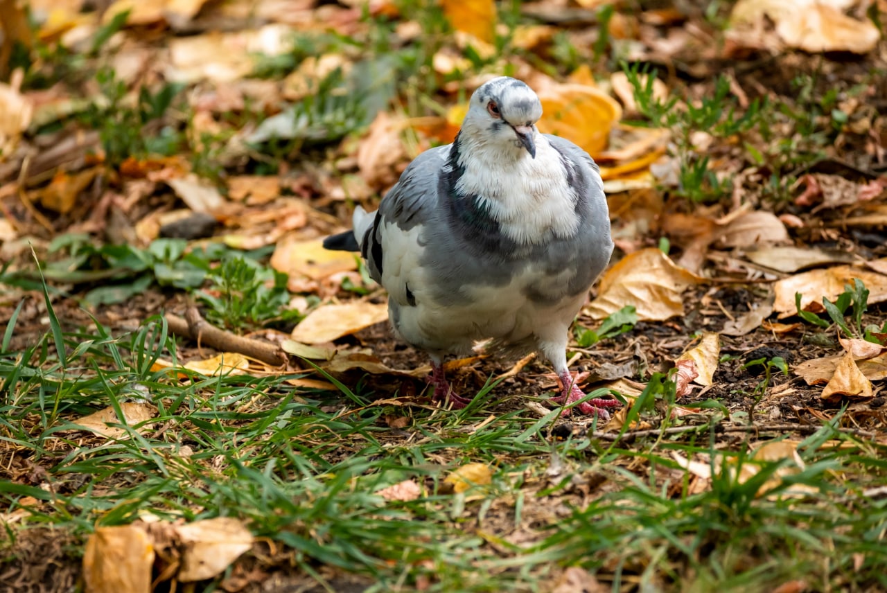 Шарлотка, прогулки, салют из листвы: как челябинцы поднимают себе настроение осенью
