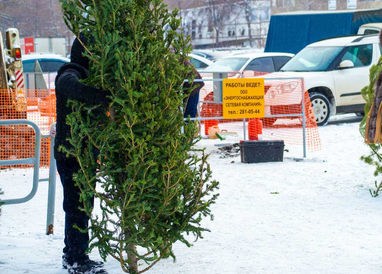 Под самый корешок: в Челябинске неизвестные спилили огромную ель