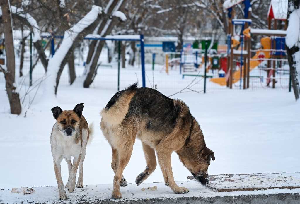 В Челябинской области на отлов бродячих животных выделили больше 42 миллионов рублей
