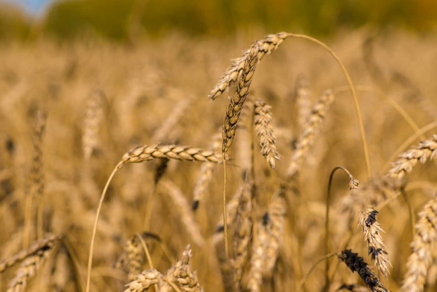 На Южном Урале назвали ТОП-5 районов с самым большим объемом реализации зерна