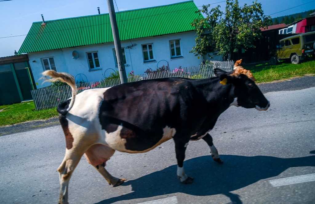 Корова Купить Цена В Челябинской Области