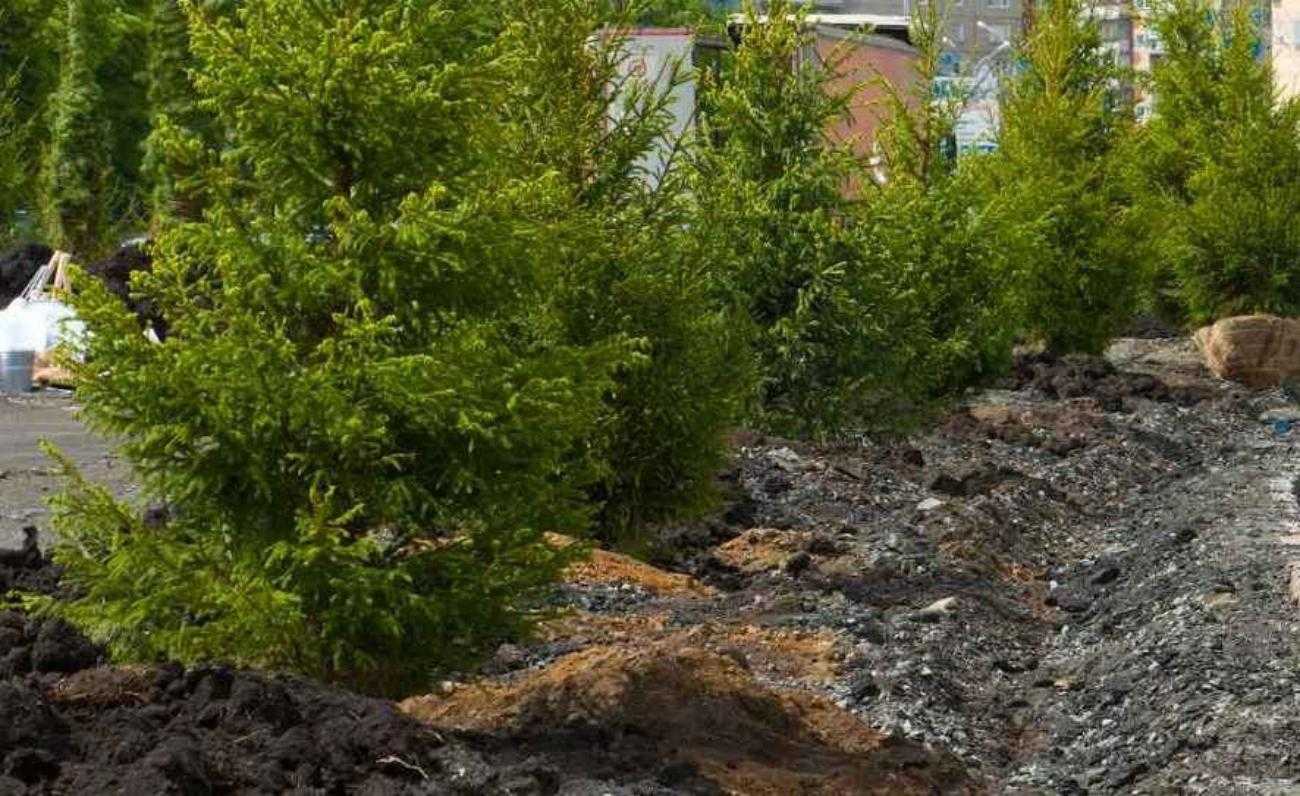 На озеленение театрального сквера возле челябинского вуза уйдет более 600 тысяч рублей