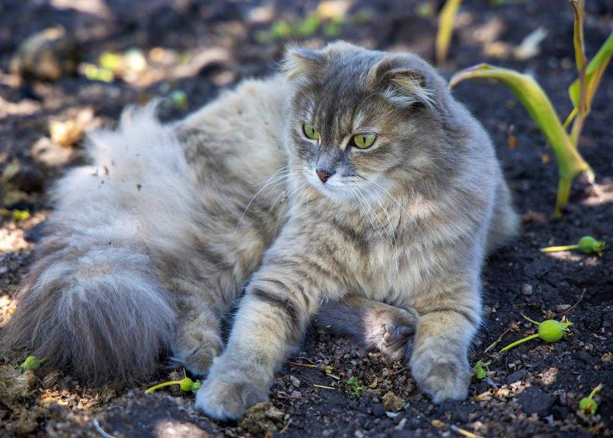 Кошка спасла ребенка на пожаре в южноуральском селе