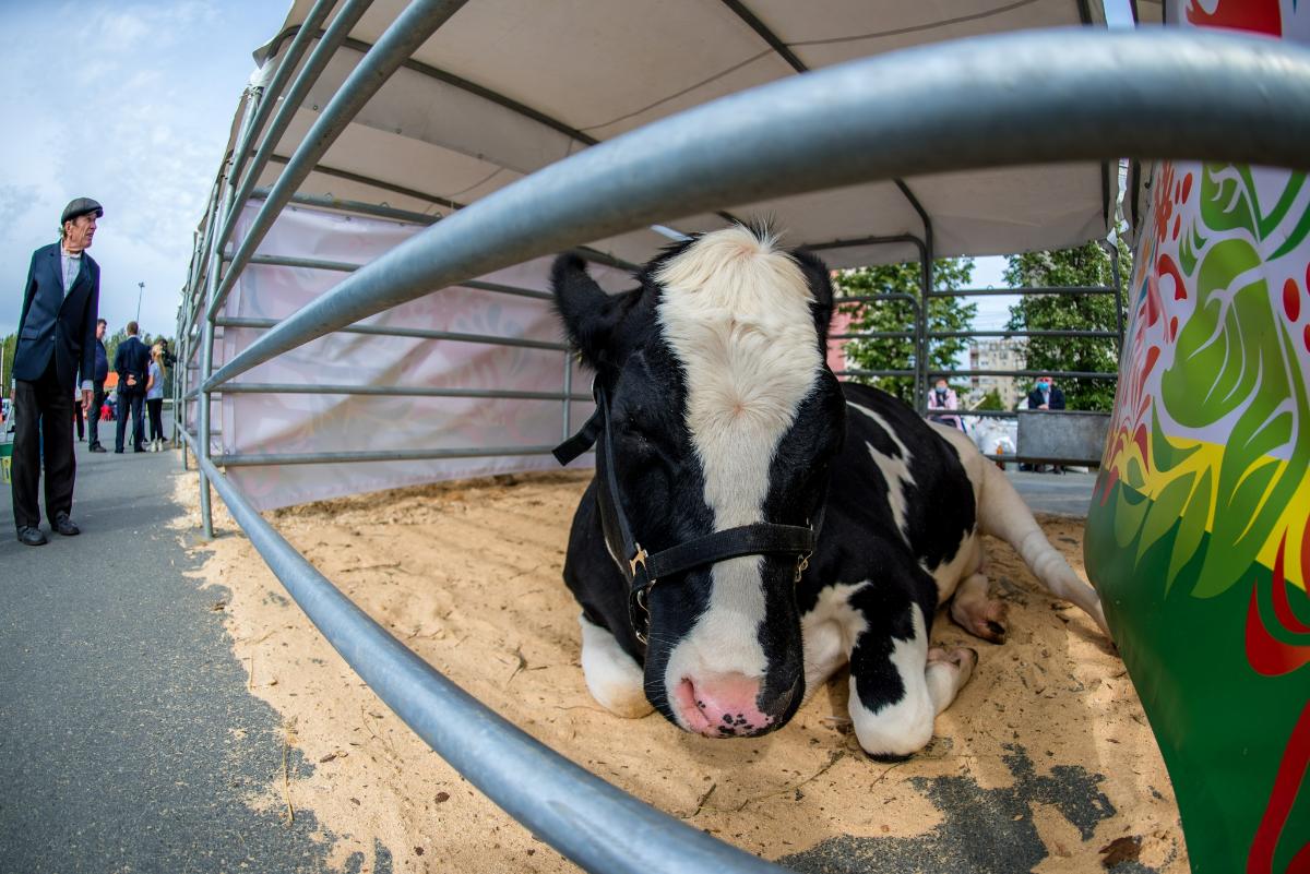 Главам южноуральских муниципалитетов поручили мониторить ситуацию со здоровьем скота