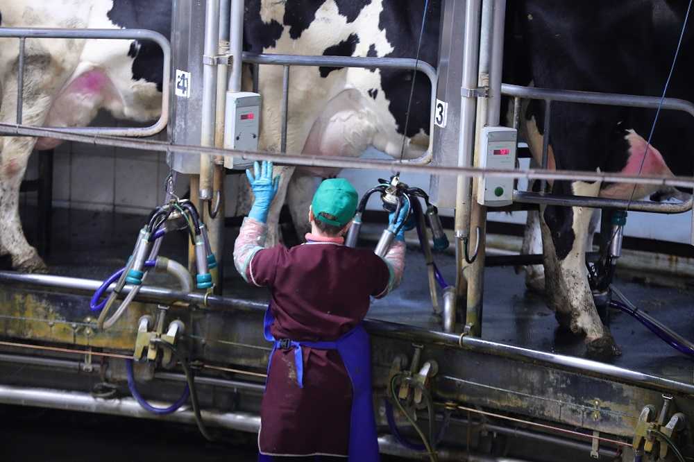 Цены на сырое молоко в Уральском федеральном округе росли быстрее, чем по России