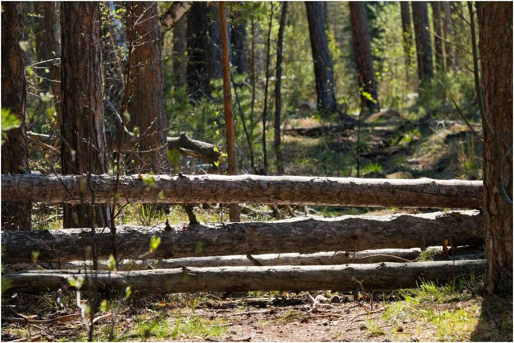 В России грядет масштабная реформа лесной отрасли