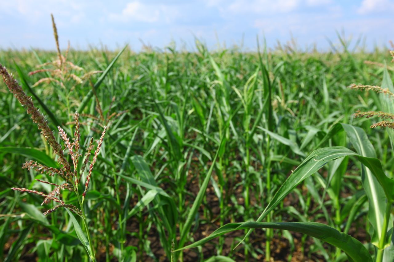 Уральские ученые вывели новый сорт быстро вызревающей пшеницы