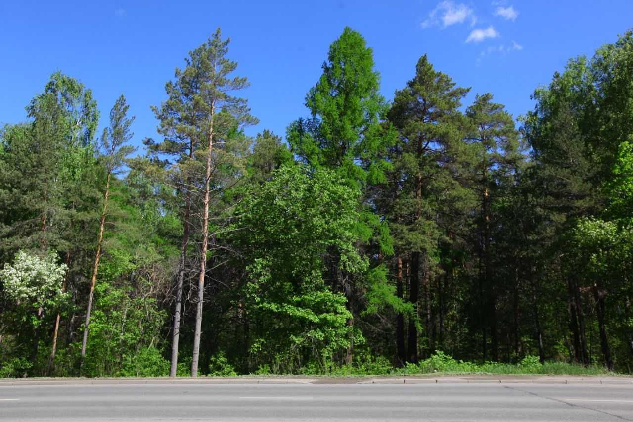 Половина предназначенных для вырубки деревьев на улице Худякова уже засохла