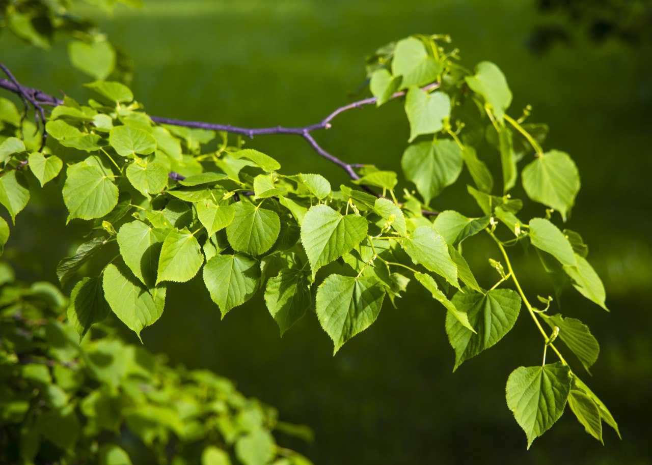 Доктор Тарасов рассказал, что такое «грозовая астма» и как ее избежать