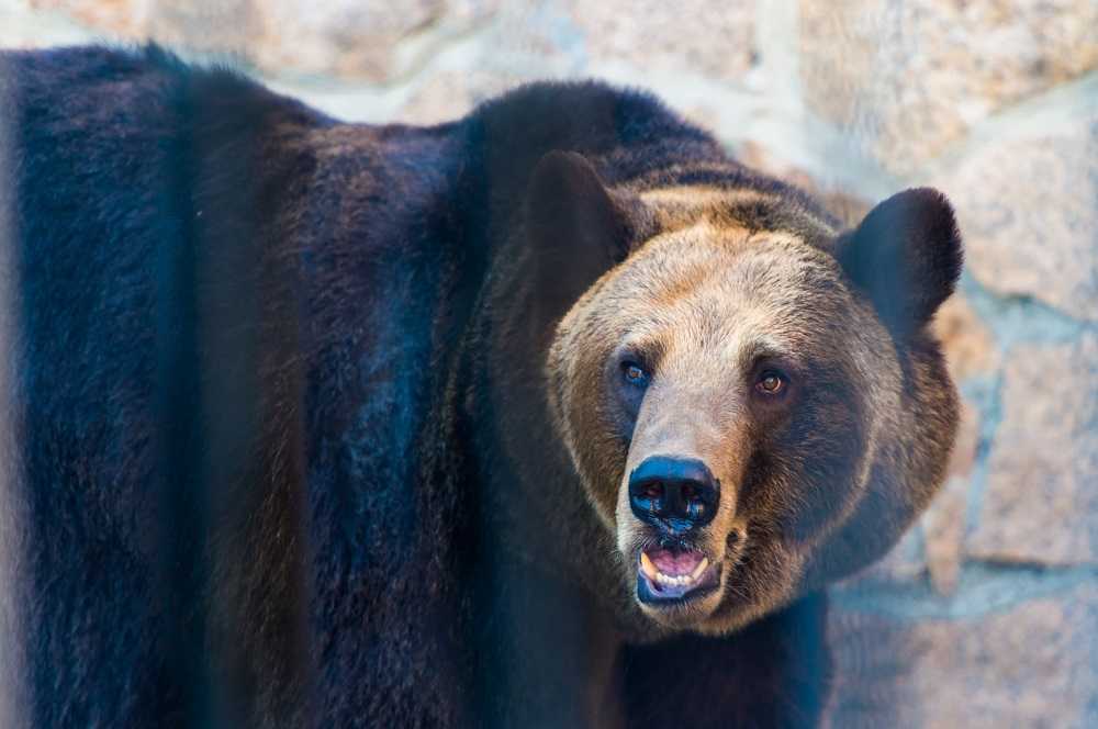Столкнулся с медведем: инспектора нацпарка на Урале чудом не заметил хищник
