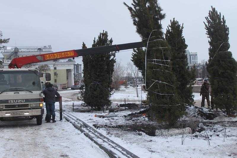 В Челябинске у органного зала высадили огромные кедры