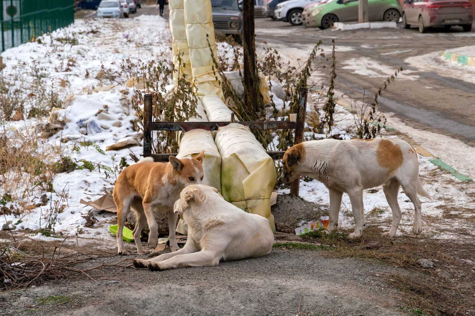 Челябинский омбудсмен не считает, что штрафы для чиновников решат проблему бездомных псов