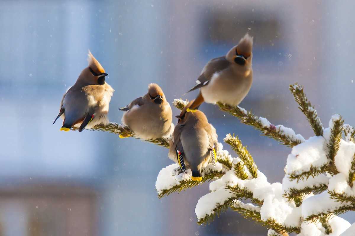 В Челябинской области стартовали мероприятия для помощи зимующим птицам