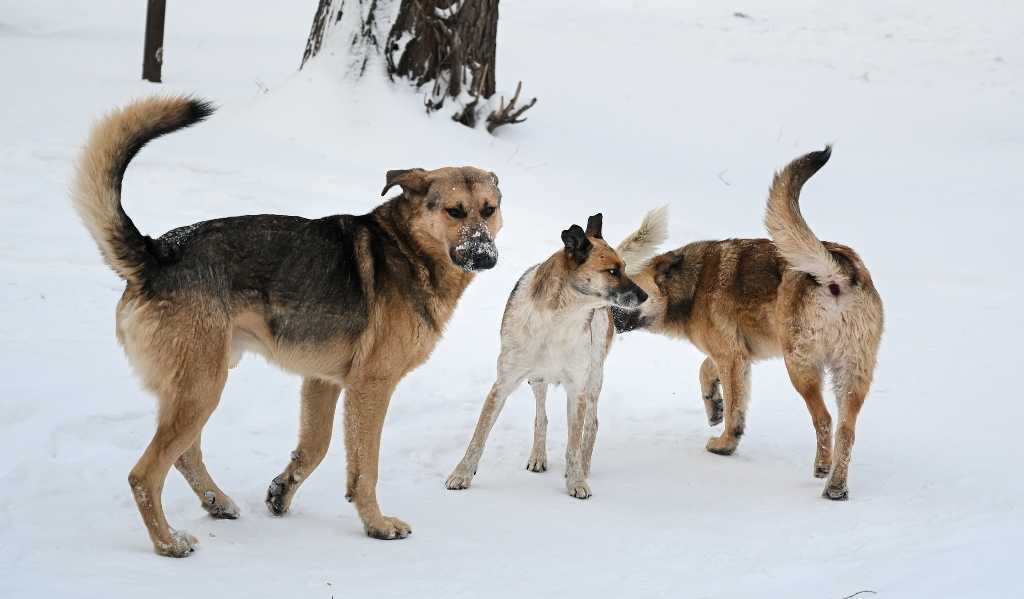 На Урале волки выходят охотится на собак в поселок